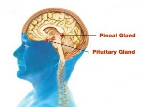 Shivayoga and Pineal Gland II - Shivayoga